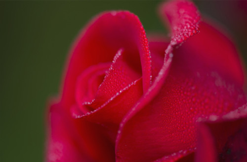 Dew covers a rose blossom; Astoria, Oregon, United States of America PosterPrint - Item # VARDPI2380940