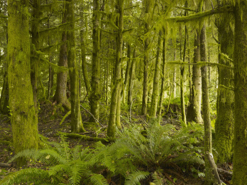 A Lush Forest; Tofino, British Columbia, Canada PosterPrint - Item # VARDPI1943852