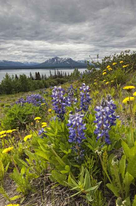 Wildflowers (lupins and dandelions) on the roadside along the shores of Dezadeash Lake; Yukon, Canada PosterPrint - Item # VARDPI2324391