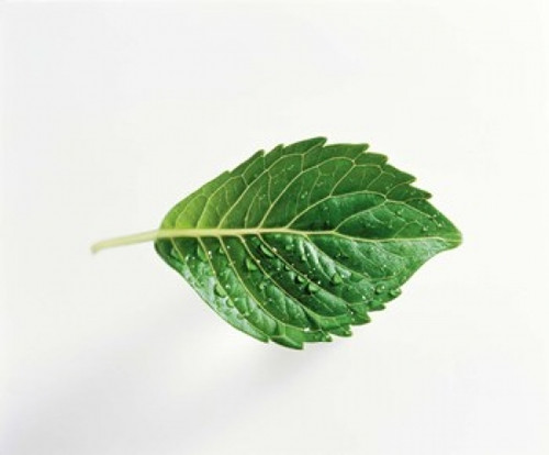 Close up of green leaf on light grey Poster Print by Panoramic Images (16 x 14) - Item # PPI118094