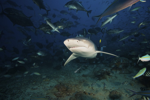 A Lemon Shark swims through a large school of reef fish, Fiji Poster Print - Item # VARPSTTMO400194U