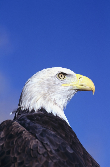 Colorado, Front Range, Bald Eagle (Haliaeetus Leucocephalus) Headshot. PosterPrint - Item # VARDPI1978572