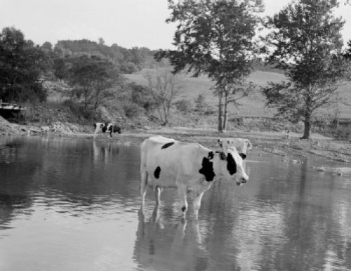 Cows in pond Poster Print