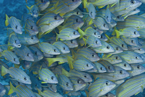 Hawaii, School Of Bluestripe Snapper (Lutjanus Kasmira). PosterPrint - Item # VARDPI1981001