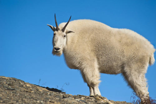 A Mountain Goat Near Exit Glacier's Harding Icefield Trail, Kenai Fjords National Park, Kenai Peninsula, Southcentral Alaska, Summer PosterPrint - Item # VARDPI2094375
