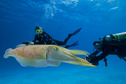 Divers on underwater scooters and a common cuttlefish (Sepia officinalis); Palau, Micronesia PosterPrint - Item # VARDPI12254734