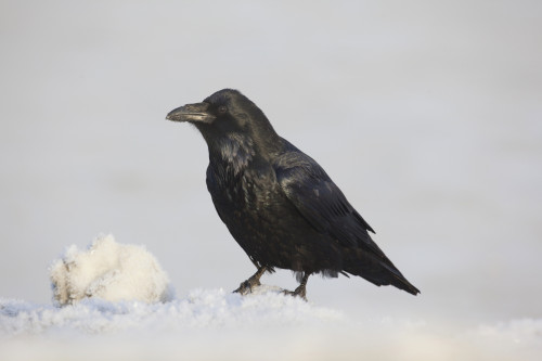 A Raven Perched On A Snow Bank, Girdwood, Southcentral Alaska, Winter PosterPrint - Item # VARDPI2094187