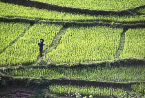Farmer In Rice Paddy, Elevated View PosterPrint - Item # VARDPI1892061