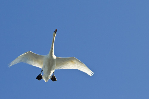 Trumpeter Swan In Flight Over Westchester Lagoon, Anchorage, Southcentral Alaska, Fall PosterPrint - Item # VARDPI2093563