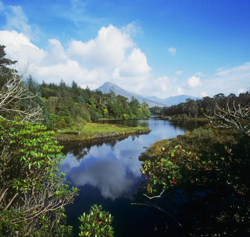 River Passing Through A Forest, Connemara, County Galway, Republic Of Ireland PosterPrint - Item # VARDPI1798438