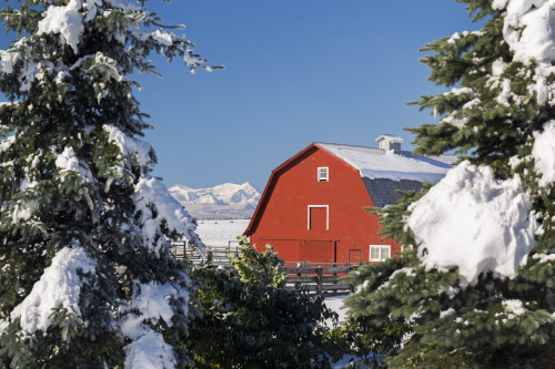 Snow covered red barn framed between snow covered evergreen trees with snow covered mountains and blue sky in the background; Alberta, Canada PosterPrint - Item # VARDPI12254970