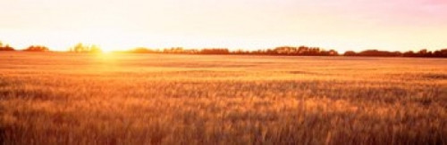 Field in Canada Poster Print by Panoramic Images (37 x 12) - Item # PPI73035