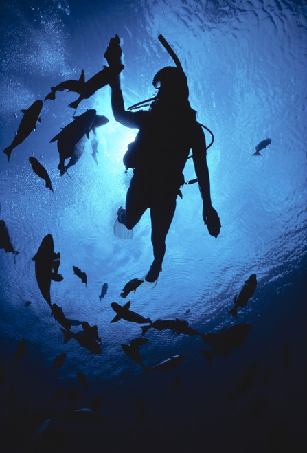 Hawaii, Silhouetted Diver And Reef Fish, View From Below, Sunburst PosterPrint - Item # VARDPI2001987