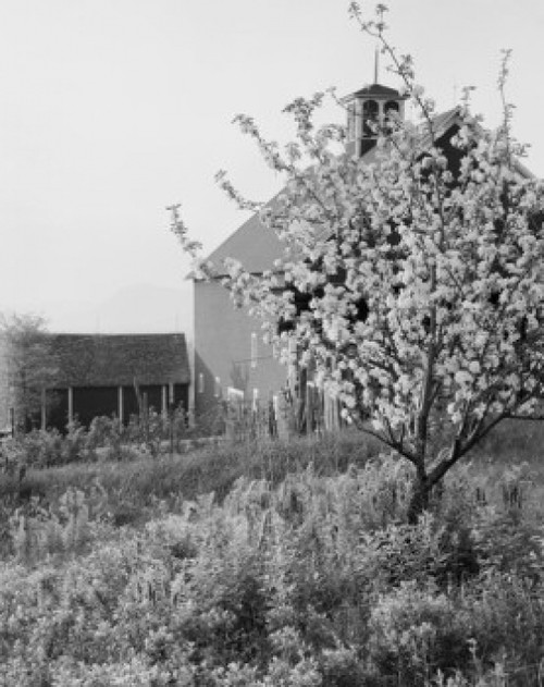 USA  apple tree in bloom  barn in background Poster Print - Item # VARSAL255424060