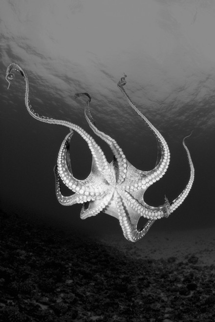 USA, Day Octopus (Octopus Cyanea); Hawaii PosterPrint - Item # VARDPI1977837
