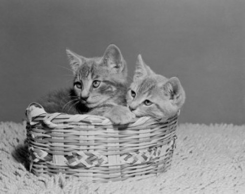 Two kittens in basket Poster Print - Item # VARSAL255422010