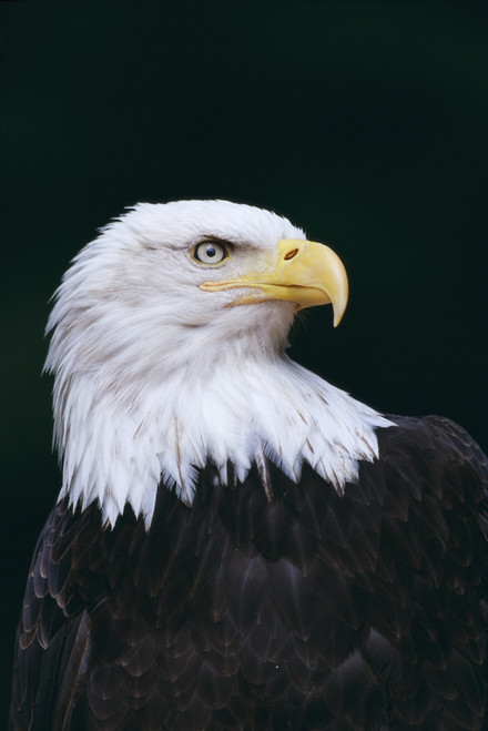 Alaska, Tongass National Forest, Bald Eagle Close-Up (Haliaeetus Leucocephalus) Portrait PosterPrint - Item # VARDPI1998888