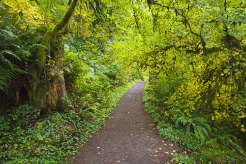 A Trail In Silver Falls State Park; Oregon, United States Of America PosterPrint - Item # VARDPI1900706