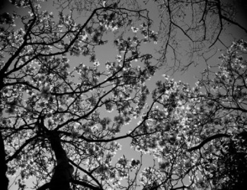 Low angle view of tree branches Poster Print - Item # VARSAL255416151