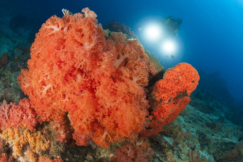 Colorful reefs in Raja Ampat covered in orange Dendronephthya soft corals, West Papua, Indonesia Poster Print - Item # VARPSTSJN400495U