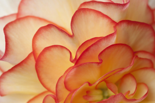 Macro View Of Begonia Petals, Girdwood, Southcentral Alaska, Summer PosterPrint - Item # VARDPI2093080