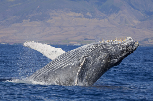 Breaching humpback whale (Megaptera novaeangliae) with the West Maui town of Lahaina in the background; Maui, Hawaii, United States of America PosterPrint - Item # VARDPI12254743