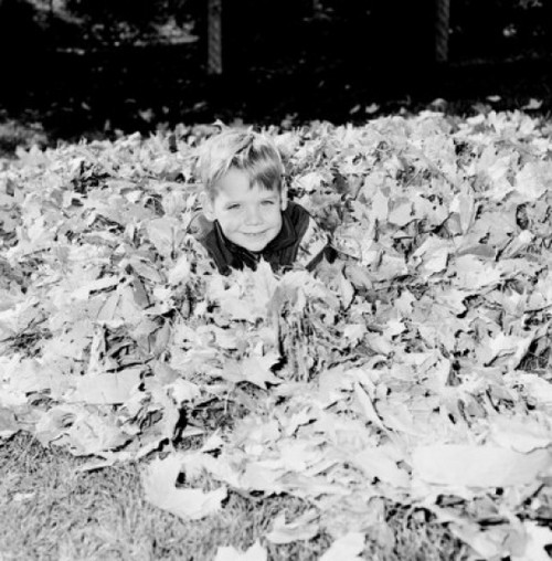Boy sitting in dead leaves and looking at camera Poster Print - Item # VARSAL255421713