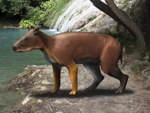 Elomeryx is an artiodactyl ungulate from the Cenozoic Era Poster Print - Item # VARPSTNBT100170P