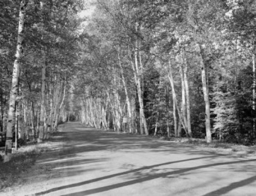 USA  New Hampshire  Shelburne  Birches on Highway 2 Poster Print - Item # VARSAL255423976