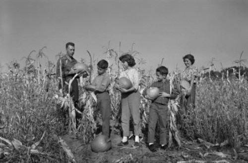 Family with two boys and girl harvesting pumpkins Poster Print - Item # VARSAL255422996