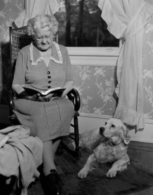 Senior woman sitting in armchair reading book with dog beside Poster Print - Item # VARSAL255424317