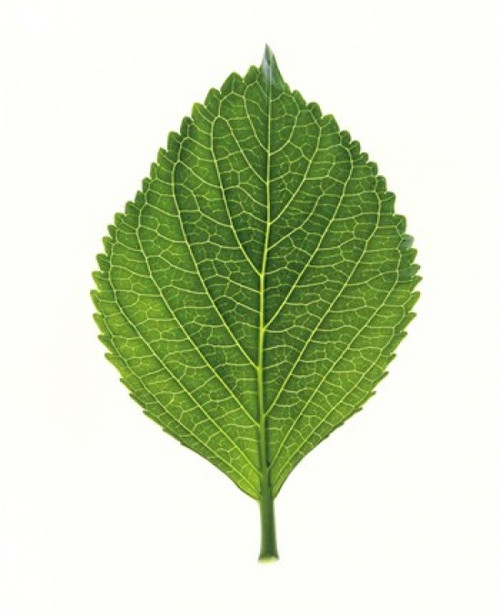 Close up of green leaf on light grey Poster Print by Panoramic Images (14 x 16) - Item # PPI118090
