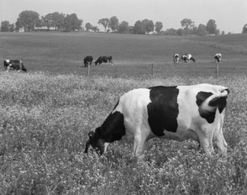 Cows grazing on meadow Poster Print - Item # VARSAL255418278