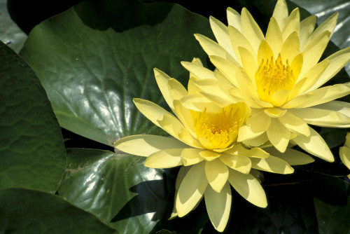 Two Yellow Water Lilies, Close-Up, Lily Pad PosterPrint - Item # VARDPI2002475