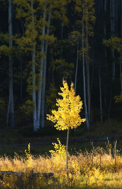 Northwest Colorado, Sunlight Illuminating Single Fall-Colored Aspen Tree. PosterPrint - Item # VARDPI1973928