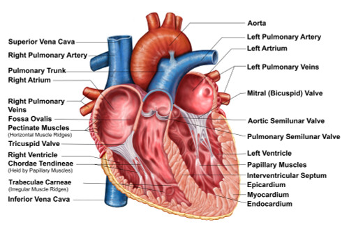 Anatomy of heart interior, frontal section Poster Print - Item # VARPSTSTK700206H