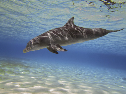 A bottlenose dolphin swimming the Barrier Reef, Grand Cayman Poster Print - Item # VARPSTAMN400017U