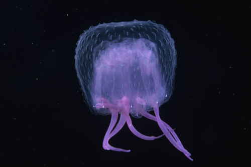 Hawaii, Pink Jellyfish, black background PosterPrint - Item # VARDPI2424965