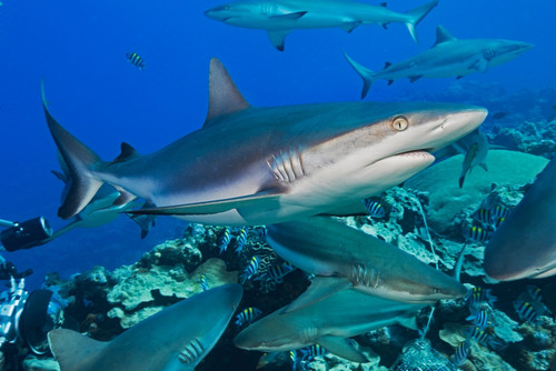 Grey reef sharks (Carcharhinus amblyrhynchos) at a controled feeding off the island of Yap; Yap, Micronesia PosterPrint - Item # VARDPI12304352