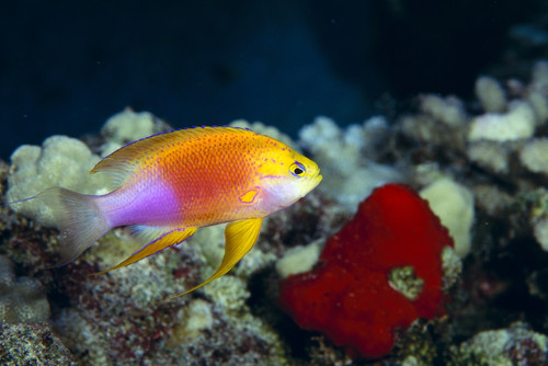 Hawaii, Fairy Anthias [M] (Pseudanthias Ventralis Hawaiiensis) A83C PosterPrint - Item # VARDPI1997976