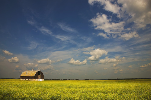 Alberta, Canada; An Old Barn In A Field PosterPrint - Item # VARDPI1874701