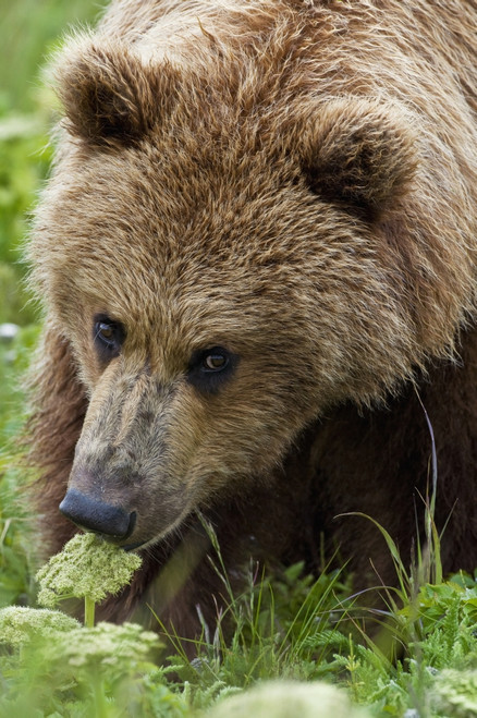 Close Up Of Brown Bear Eating Grasses In Hallo Bay, Katmai National Park, Southwest Alaska, Summer PosterPrint - Item # VARDPI2096312