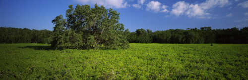Tree in the field, Everglades National Park, Florida, USA Poster Print - Item # VARPPI56999