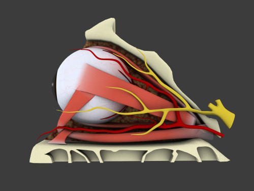 Conceptual image of human eye anatomy Poster Print - Item # VARPSTSTK700659H