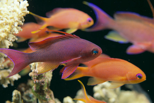 Fiji, Close-Up Side View, One Male And Several Female Lyretail Anthias (Pseudanthias Squammipinnis) PosterPrint - Item # VARDPI2003352
