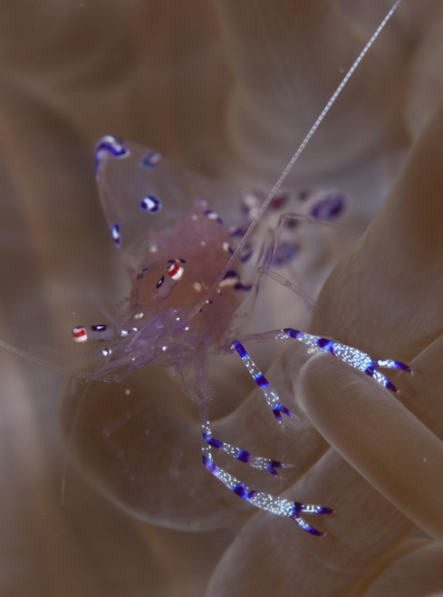 Sarasvati anemone shrimp in anemone, Gorontalo, Sulawesi, Indonesia Poster Print - Item # VARPSTSJN400416U