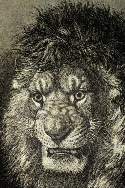 The Lion, King Of Beasts. From El Mundo Ilustrado, Published Barcelona, 1880. PosterPrint - Item # VARDPI1958202