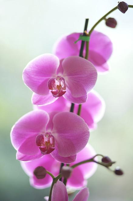 Hawaii, Kauai, Pink Orchids On Studio Background. PosterPrint - Item # VARDPI2004718