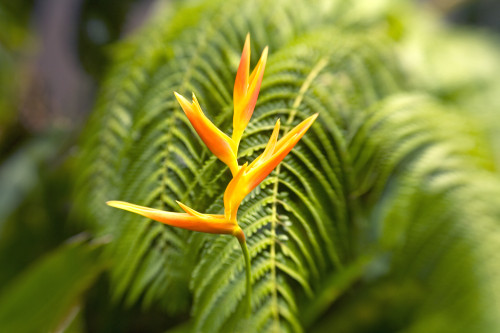 Hawaii, Maui, Single Heliconia Nickeriensis In Front Of Fern Leaves, Selective Focus. PosterPrint