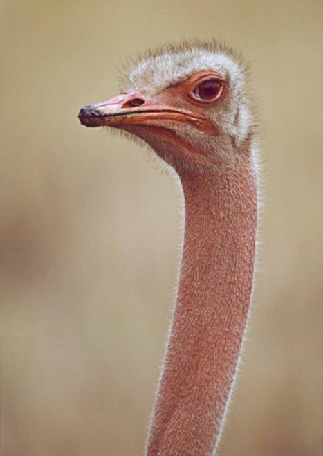 Ostrich Kenya Africa Poster Print by Panoramic Images (18 x 24) - Item # PPI84095